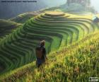 Рисовые террасы, Таиланд